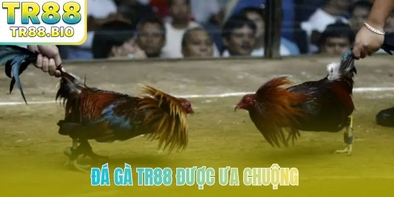 Đá gà TR88 được ưa chuộng